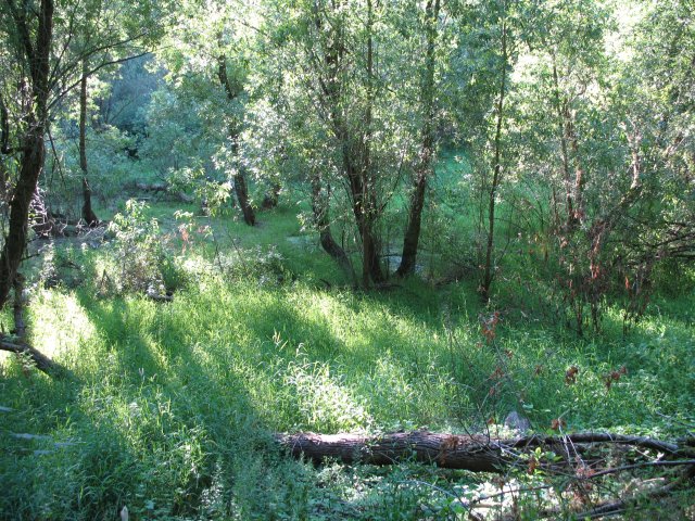 7.27.06 Oaks Bottom 008 